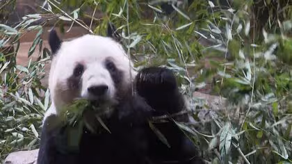 日本にパンダいなくなるのは「高市首相の責任」中国メディアが批判「誤った発言撤回しないとパンダ外交進まない」