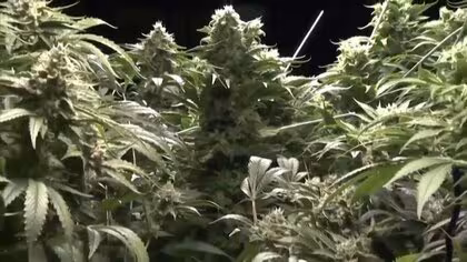 トランプ氏が大麻規制&ldquo;緩和&rdquo;の大統領令に署名&hellip;医療目的で娯楽用認めない姿勢強調　現在はヘロインと並ぶ最も危険性高い薬物に分類