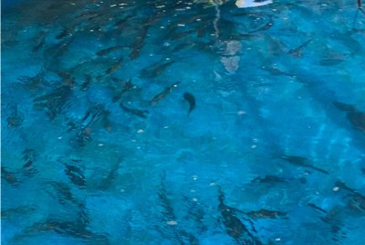 「さっぱりした味」、JR四国が養殖サーモン「サイモン」の販売開始