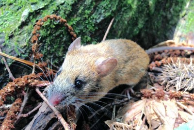 野ネズミ、クリの良しあし嗅ぎ分け栄養価高い実選ぶ　名大研究チーム