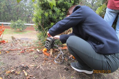 果樹園に来る野生動物を調べたら&hellip;　カメラの前に思わぬ希少種　愛媛