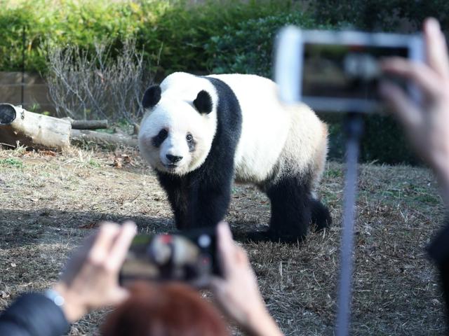 上野動物園のパンダ、観覧予約サイトにアクセス殺到　ネットで転売も