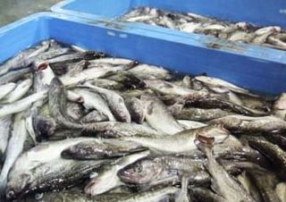 日ロ漁業交渉、合意できず　マダラ漁に影響か