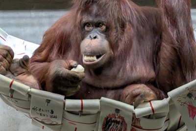愛媛・とべ動物園に雌のオランウータン来園　繁殖へ&ldquo;お見合い&rdquo;