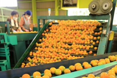 和歌山県、ミカン産出額10年連続で日本一　24年産は459億円