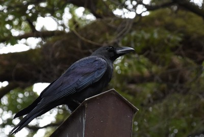 ＜1分で解説＞都心のカラス　生ごみ対策奏功？25年前の2割に