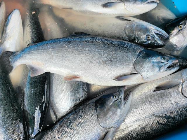 各地で記録的不漁のサケ　「新巻鮭」に養殖サーモン使う業者も