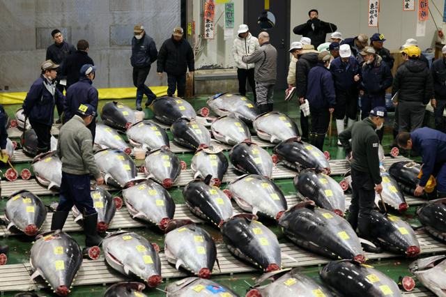 大間産の本マグロ、5億円超で最高値を大幅に更新　豊洲市場で初セリ