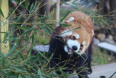 十日戎を前に　レッサーパンダに「福笹」授与　大阪・天王寺動物園
