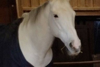 うまいことまわって　神馬飼育の神社7社が連携、御朱印やお守り授与
