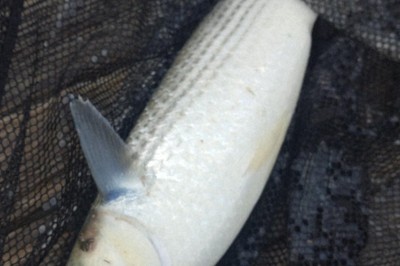 「とどのつまり、ボラはうまい」　「ウチノ海」の出世魚、記者が舌鼓