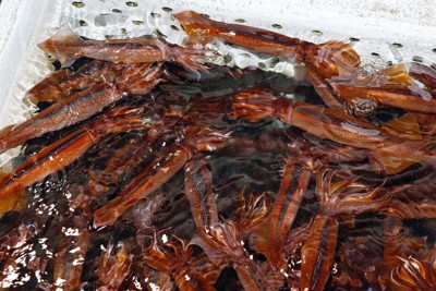 スルメイカ漁獲枠を大幅増へ　水産庁が3案公表、1.6～3.6倍