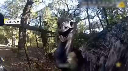 「もう逃げられないからな」&ldquo;飛べない鳥&rdquo;エミューが逃走&hellip;保安官がまさかの「手錠」で捕獲　アメリカ・フロリダ州