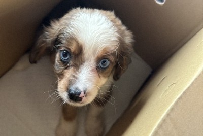 犬猫の移動販売で相次ぐトラブル　業者音信不通で泣き寝入りも