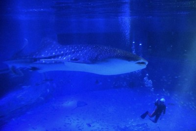 ジンベエザメ「モモ」天国へ　被災地に笑顔もたらし　のとじま水族館