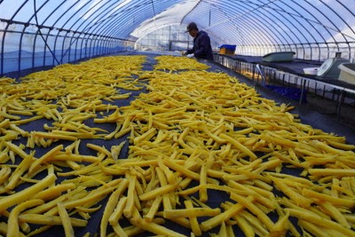 うま味ギュッ黄金色　干しイモ発祥の地で生産最盛期　静岡・御前崎