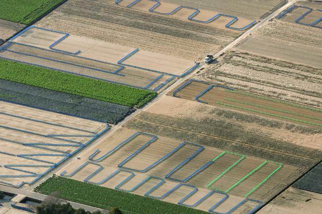 幾何学模様は知識と経験の証し　「なると金時」冬限定の不思議な模様