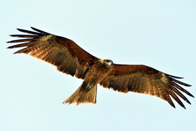 鳥の群れが近づくと止まる風車　監視システムを開発・導入　秋田