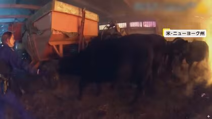 建物火災発生で牛を緊急避難させる緊迫の瞬間　凍った湖で立ち往生したシカ救出の一部始終も　アメリカ