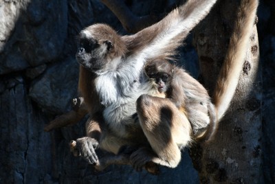 祖母が授乳、おばも育児　クモザルの「ミラクル」すくすく　東京