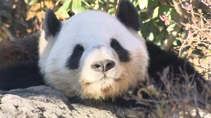 上野動物園のパンダ返還で中国外務省「中国に見に来ることを歓迎」