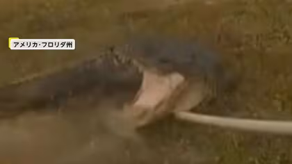 大暴れする巨大ワニを警察官が緊迫の捕獲劇&hellip;人に慣れていたニワトリはあっさり捕獲、飼い主は9歳の女の子　アメリカ