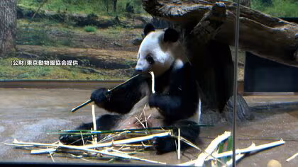 上野動物園のパンダ、「シャオシャオ」と「レイレイ」最後の動画公開　25日に最終観覧日、27日に中国に返還へ
