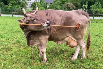 ウシも道具使える？認知能力か　舌でブラシ使い、体かくしぐさ確認