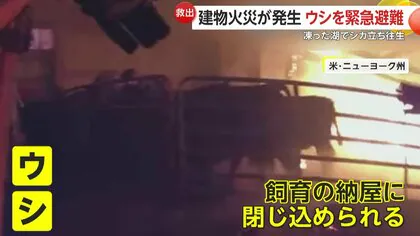 燃えさかる納屋に閉じ込められた牛たちを緊急避難させる緊迫の瞬間&hellip;凍った湖で&ldquo;立ち往生&rdquo;シカ救助劇の一部始終　アメリカ