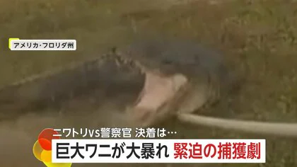 「棒が折れちまった」大暴れする巨大ワニを警察官が捕獲に大苦戦　住宅街では&ldquo;おとなしい&rdquo;ニワトリ無事確保&hellip;実は9歳女の子のペット　アメリカ
