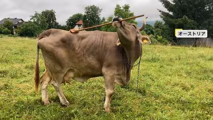 動物がまさかの行動&hellip;知的に進化？背中をかくなど道具を多目的に使うウシ、銀行に押し入り警察官に反撃するシカ