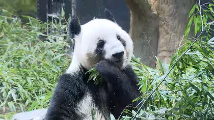 双子パンダが中国に向け出国　成田空港周辺に多くのファン