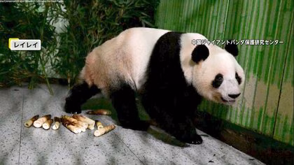 「頑張れ！頑張れ！」涙するファンも&hellip;双子パンダ「シャオシャオ」「レイレイ」中国・四川省の保護センター到着　顔を出しエサ食べる場面も