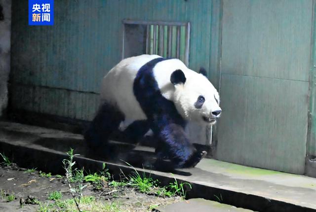 中国返還の上野のパンダ2頭、四川に到着　施設での隔離検疫へ