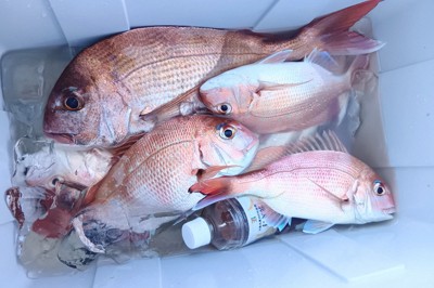 「桜鯛」の一歩手前が最高　今だけの「極上マダイ」を瀬戸内で釣る