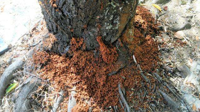 文化財を森林昆虫から守るには　虫害考えるシンポ、京都で2月に開催