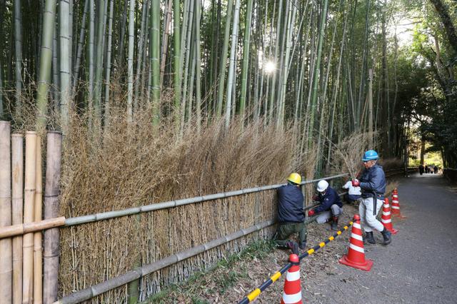 その落書き待った！　京都・嵐山の「竹林の小径」で竹穂垣の入れ替え