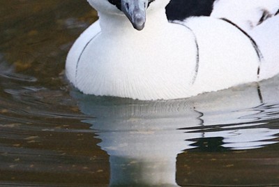 パンダかも？　目元は黒く体は白い渡り鳥、ミコアイサが大阪城に飛来