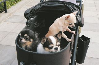 「ペット管理厳格化」に理解が広がらず実施延期&hellip;その内容は　タイ・バンコク　飼育数とともに問題も増えた