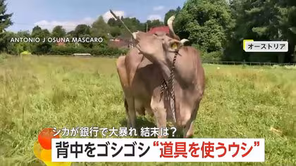 体かゆい？ウシがブラシで背中ゴシゴシ&hellip;オーストリア研究所も評価　アメリカではシカが銀行で&ldquo;大暴れ&rdquo;&hellip;ツノつかんで警察が確保