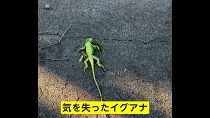 寒さでイグアナが気を失い相次いで落下&hellip;アメリカで歴史的寒波　アルゼンチン・パタゴニア山火事で数千人避難&hellip;消防士不足「給料低すぎる」