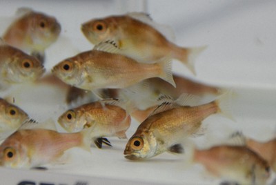 深海の高級魚ノドグロ　近大が世界初の完全養殖成功　味は「絶品」