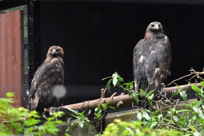 ニホンイヌワシのペアが抱卵　順調なら3月ヒナ誕生　盛岡市動物公園