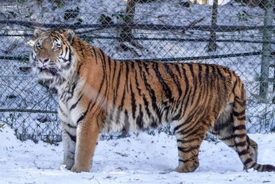 ガルルがブルルに?　大雪で動物たちの珍しい姿　富士サファリパーク