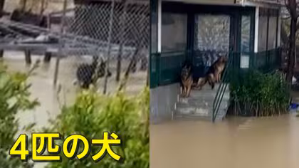 「あそこにも犬が&hellip;」豪雨で水没した住宅に取り残された4匹の犬　&ldquo;秘密兵器&rdquo;で近隣住民が救出作戦　トルコ