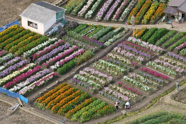 春の花が一足早く見ごろ　千葉・南房総市の花畑