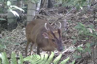 「分布拡大防止ライン」も突破　キョン生息域拡大、千葉県が対策強化