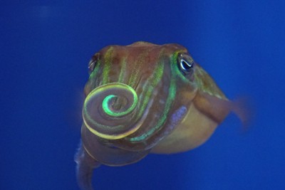 透き通ったイカが派手な模様を演出　理由は求愛　東大など発見