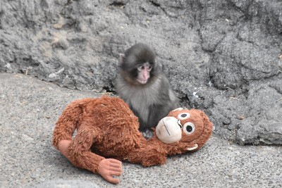 育児放棄で&ldquo;母&rdquo;はぬいぐるみ　子ザルの「パンチ」に応援殺到