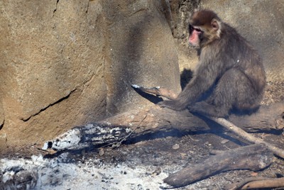 サル山のたき火、燃えさし「アッチ！」　手を引っ込める姿も　千葉